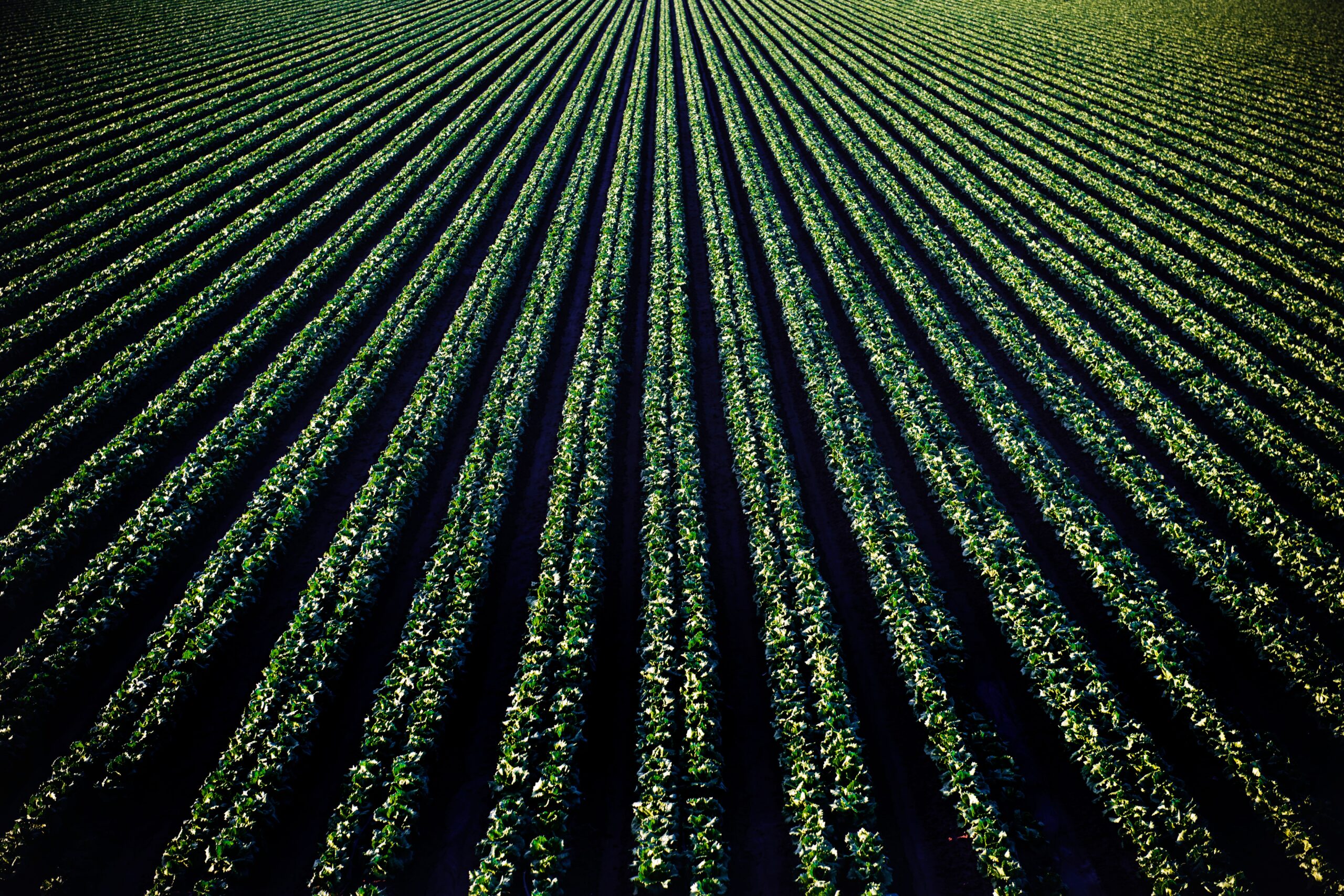 Aerial perspective of lush croplands in Santa Maria, California.
